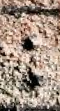 Snippet des Graphtypen